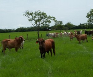 Farm Livestock New Castile Source   images03 olx com co